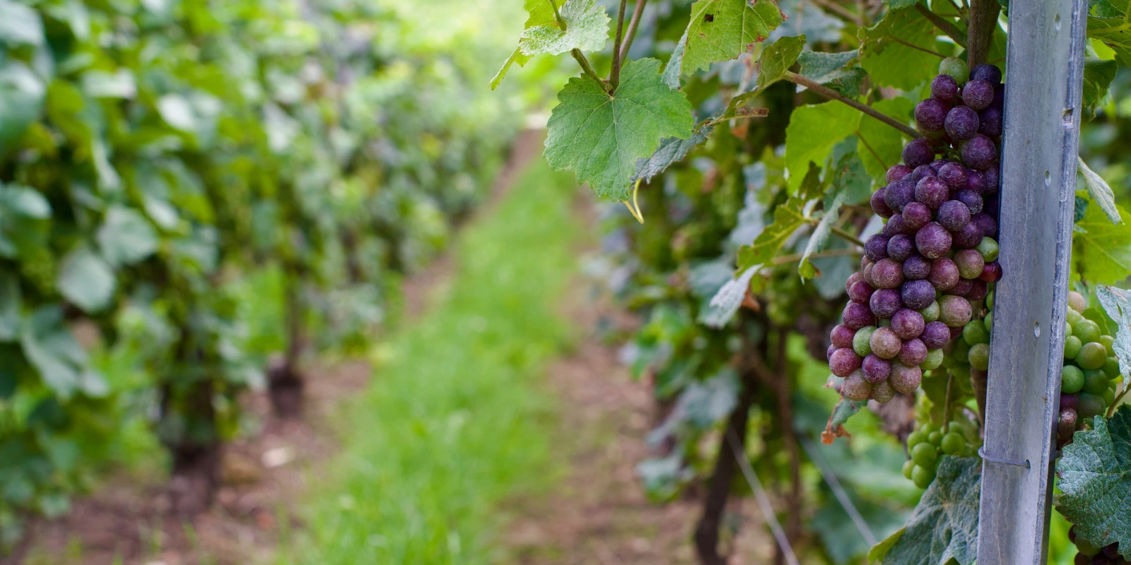 Cursus en IUT Lille: Informatique et Alternatives