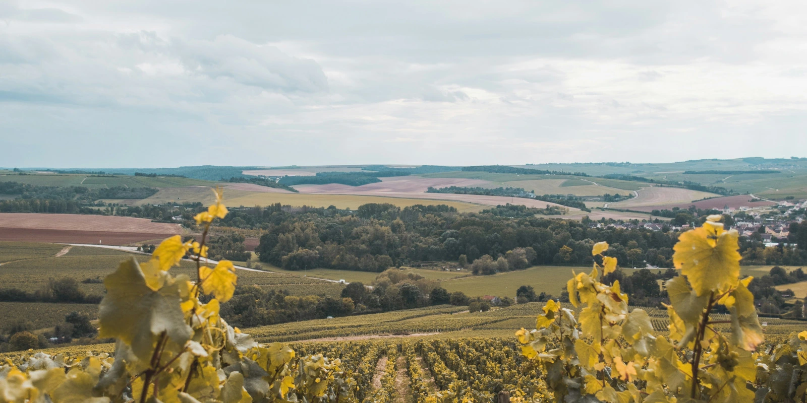 IUT Robert Schuman Illkirch: Formations en Informatique